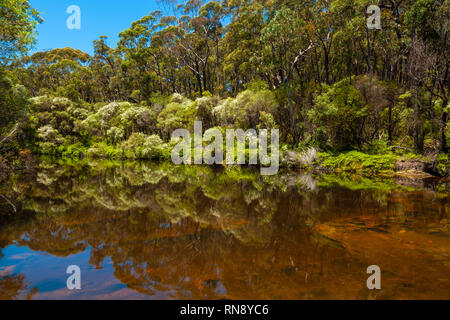 Einheimische australische Vegetation in ruhigen Gewässern von Kangaroo Fluss widerspiegelt. Stockfoto