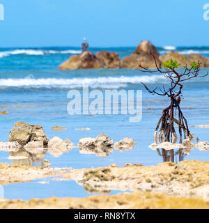 Mangrove (Rhizophora mangle) Baum über Wasser Oberfläche in der Nähe der Küste wachsenden, mit Wurzeln ausgesetzt, an der Küste der tropischen Insel. Stockfoto