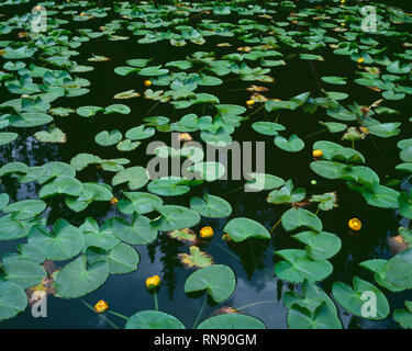 USA, Wyoming, Yellowstone National Park, gelben Seerosen (Nuphar polysepalum) blühen auf Isa-See. Stockfoto