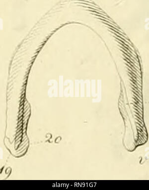 . Anatome testudinis Europaeae. Schildkröten - Anatomie. . Bitte beachten Sie, dass diese Bilder sind von der gescannten Seite Bilder, die digital für die Lesbarkeit verbessert haben mögen - Färbung und Aussehen dieser Abbildungen können nicht perfekt dem Original ähneln. extrahiert. Bojanus, Ludwig Heinrich, 1776-1827. Impensis Vilnae: auctoris, typis Josephi Zawadzki Stockfoto
