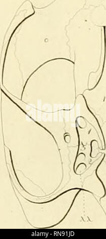 . Anatome testudinis Europaeae. Schildkröten - Anatomie. . Bitte beachten Sie, dass diese Bilder sind von der gescannten Seite Bilder, die digital für die Lesbarkeit verbessert haben mögen - Färbung und Aussehen dieser Abbildungen können nicht perfekt dem Original ähneln. extrahiert. Bojanus, Ludwig Heinrich, 1776-1827. Impensis Vilnae: auctoris, typis Josephi Zawadzki Stockfoto