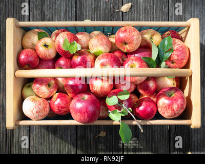 In der Nähe von reifen roten Äpfel in einem Holz und Draht Warenkorb von oben fotografiert auf Holzplanken. Stockfoto