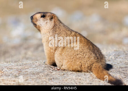 Marmot in seiner natürlichen Umgebung, in der Nähe der Straße zwischen Tangtse und Pangong Tso, Ladakh, Jammu und Kaschmir, Indien fotografierte Stockfoto