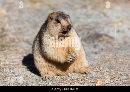 Unverantwortlich Tourismus: Marmot essen Kekse durch die Touristen brachten trotz der Nähe Vorstand bittet um nicht füttern wilde Tiere, Ladakh, Indien Stockfoto