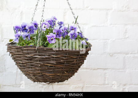 Blumen Viola' Panola Marina' wächst in einem hängenden Korb. Stockfoto