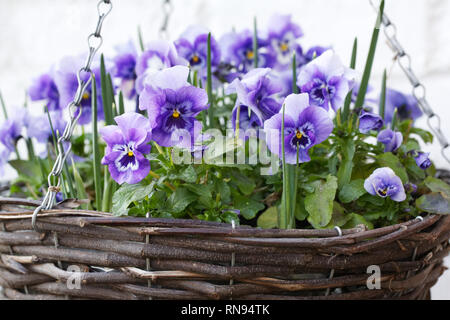 Blumen Viola' Panola Marina' wächst in einem hängenden Korb. Stockfoto