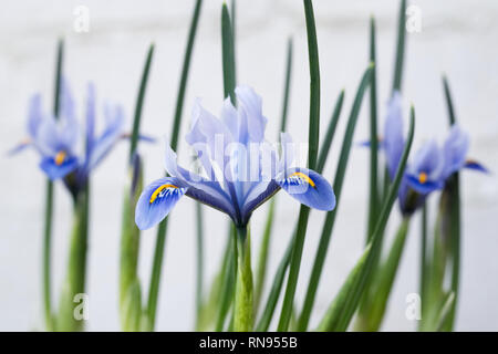 Iris reticulata 'Alida 'Blumen im späten Winter gegen eine weiße Wand. Stockfoto