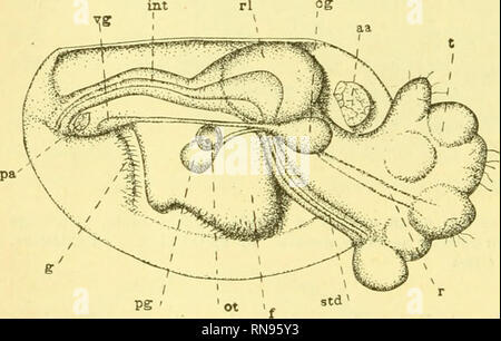 . Anatomischer Anzeiger. Anatomie, Vergleichende; Anatomie, Vergleichende. 514 Die Öffnungen der stomodseum und den Darm, und an den Rändern des apikalen Platte. Eine entsprechende Phase in der Entwicklung wird durch die em bryos erreicht - von N. proxima, in etwa 60 Stunden. Sie ähneln den Embryonen von Y. limatula in der äußeren Erscheinung, sind aber viel kleiner. Sie schwimmen schnell aber Perioden der Ruhe. Intern sie ähneln die Embryonen von N. delphinodonta. In der Phase, die durch diese Beschreibungen angegeben, eine entschiedene Veränderung des Aussehens und das Leben des Embryos ist, durch die Stockfoto