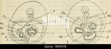 . Anatomischer Anzeiger. Anatomie, Vergleichende; Anatomie, Vergleichende. 649 Hno 6 rique paraissait assez mich seltsam. Aussi ai-je Coupé deux em-bryons de Salamandre, mesurant respectivement 28 et 32 mm, mich gießen Loin compte des vollendeten par moi-Meme. Abb. 2. Abb. 3.. Abb. 2. Salamandre de 28 Millimeter. Eine aorte. E estomac. F foie. LDF-lobe Nachkomme du Foie. MD mesentfere dorsale, sur la Face laterale duquel fait saillie I' extremit^ de la Tarif. ML mcso latdral Droit. Fa Bauchspeicheldrüse ventralen. VB vesicule Biliaire. VP veine Porte. VCI veine Cave inferieure. Abb. 3. Salamandre de 28 Millimeter. D Zwölffingerdarm Stockfoto