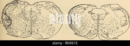 . Anatomischer Anzeiger. Anatomie, Vergleichende. Abb. 7. Abb. 8.. Abb. 9.. Bitte beachten Sie, dass diese Bilder sind von der gescannten Seite Bilder, die digital für die Lesbarkeit verbessert haben mögen - Färbung und Aussehen dieser Abbildungen können nicht perfekt dem Original ähneln. extrahiert. Anatomische Gesellschaft. Jena: G. Fischer Stockfoto