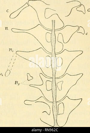 . Anatomischer Anzeiger. Anatomie, Vergleichende; Anatomie, Vergleichende. 199 deux Processus: P il y a d 6 doublement d'un Somiten ou Fusion de deux Somiten contigus (Variation m^ristique), 2^ une vertebre Apparte-nant ä I'une ou ä I'autre des Regionen voisines de Celle que Tonne considere, peut Prendre I' Aspekt et les caracteres de Celle-ci, ou-in-VERSEMENT (Variation homöopathischen tique). II est g6 u6 ralement im-möglich de dire ä quel Modus il faut attribuer une Variation dans le Nombre des vertebres; cepen-ter la Variation m^ristique Eine 6 te constat^e plusieurs fois quand Eile ötait unvollständig, unilater Stockfoto