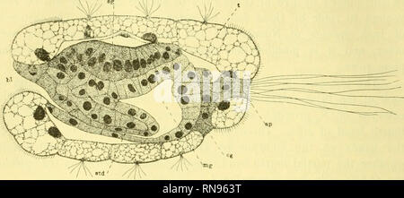 . Anatomischer Anzeiger. Anatomie, Vergleichende; Anatomie, Vergleichende. 508 Zilien sind eng gebündelt, Abb. 9 ac, peitschte energisch von Seite zu Seite, und immer die Embryonen in ihre Bewegungen vorangestellt werden.. Abb. 11. Medianen sagittalschnitt einer 36 Stunde embryo von Toldia limatula. ap apikalen Platte, bl Blastoporus, z.b. Zellen, aus denen sich die zerebrale Ganglien gebildet werden, mg Mitte gut. ag shell-Drüse, std stomodseum. t-Test. Die Embryonen von N. delphinodonta bleiben im Ei Fälle und sind relativ inaktiv. Ein wenig später, die Embryonen gefunden mit neuen ectoderms, die gerade insid Liegen bereitgestellt werden Stockfoto