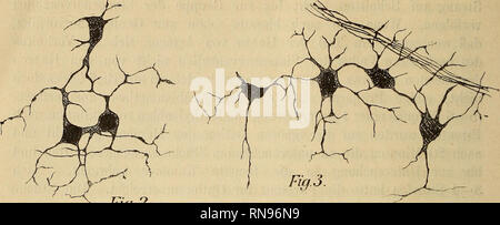 . Anatomischer Anzeiger. Anatomie, Vergleichende. 34. Abb. 2 Abb. 2. Aus dem Exopodit subepithelialer Nervenplexus des zweiten Kieferfußes. Vergr.: Leitz, Oc. I, Obj. Vii. In 4/10 verkleinert. Nach einem frischen Methylenblau-Präparat. Abb. 3. Aus dem Exopodit subepithelialer Nervenplexus des ersten Kieferfußes. Ihr Browser kann leider keine eingebetteten Frames läuft ein Bündel motorischer Nerven unter dem Plexus fort, von denen eine Faser auf der rechten Seite der Figur eine Endverzweigung an den darunter liegenden Muskels abgiebt. Vergr.: Leitz, Oc. I, Obj. Vii. In 4/10 verkleinert. Nach einem frischen Methylenblaupräparat. Plasmabrücke Stockfoto