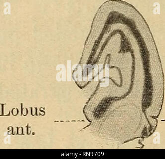 . Anatomischer Anzeiger. Anatomie, Vergleichende. Abb. 7. Abb. 8.. Fissura paraflocc.. Bitte beachten Sie, dass diese Bilder sind von der gescannten Seite Bilder, die digital für die Lesbarkeit verbessert haben mögen - Färbung und Aussehen dieser Abbildungen können nicht perfekt dem Original ähneln. extrahiert. Anatomische Gesellschaft. Jena: G. Fischer Stockfoto