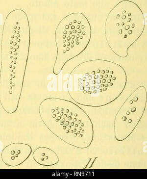 . Anatomischer Anzeiger. Anatomie, Vergleichende; Anatomie, Vergleichende. Abb. 1. Attenuatus Batrachoseps nucleato Eritrocito di con numerosi gra-nuli emoglobigeni. (Obb. F, ocul. 4 Zeiß. - Tubo evaginato 165 mm. Camera lucida Zeiß-Ingr. 1800.) Abb. 2. Frammenti di forma e dimensioni diverse Di eritrociti del Batrachoseps attenuatus contenenti granuli emoglobigeni. (Obb. F, ocul. 4 ecc. kommen per la Abb. 1 - Ingr. 1800.) In questo Caso il Nostro POI Batrachoseps attenuatus e da ritenersi certamente kommen forma regressa, nicht solamente pro i caratteri fornitici Dal sangue, ma anche pro Vari altri Ch Stockfoto