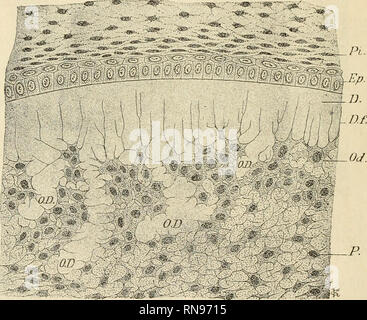 . Anatomischer Anzeiger. Anatomie, Vergleichende; Anatomie, Vergleichende. 46" "Nur den Bildungszellen Odontoblast des echten Zahnbeines zu. Bildungszellen des Trabeculardentins, des Osteodentins und der Knochengewebe sterben, welche Gedenkbuch Beziehungen zu einer Epithelscheide gehabt haben", Beispiele dagegen als Osteoblasten zu bezeichnen sein. Bei Hechtzähnen geht sterben Entwickelung des Trabeculardentins genau in gleicher Weise vor sich, wie bei myliobatis. Nur ist das Entwickelungstempo ein rascheres. Sobald das randständige echte ZahnbeinjTeine gewisse Dicke erreicht hat, schießen, wie Tomes- ric Stockfoto