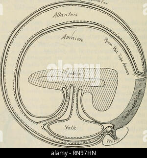 . Anatomischer Anzeiger. Anatomie, Vergleichende; Anatomie, Vergleichende. 516 trennt die rechten Lappens (auf der rechten Seite) vom linken lobe, und entspricht der Kerbe, indem Sie die Linke set hergestellt, der allantois Schiffe in Abb. 2. An seinem hinteren Ende verläuft die Linken die Allantois Schiffe. Die Naht, mit der die Mitte trennt sich von der linken Lappens entspricht der posterioren Verengung der Fig. 2 Und unterscheidet sich von den anderen zwei: (I), die es in sich hat zwischengeschaltet Der sero-fruchtwasser Verbindung, (2) dass es geht auf der dorsalen Seite. An der dorsalen Ende sind die Überbleibsel der posterioren t Stockfoto