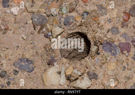 Wolf Spider, Familie Lycosidae, Fuchsbau Stockfoto