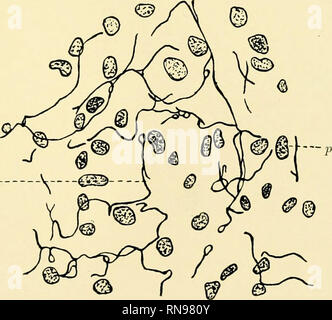 . Anatomische Hefte. Abb. 19.. Abb. 20. Verlag von J. F. Bergmana in Wiesbaden.. Bitte beachten Sie, dass diese Bilder sind von der gescannten Seite Bilder, die digital für die Lesbarkeit verbessert haben mögen - Färbung und Aussehen dieser Abbildungen können nicht perfekt dem Original ähneln. extrahiert. München [etc. ] J. F. Bergmann Stockfoto