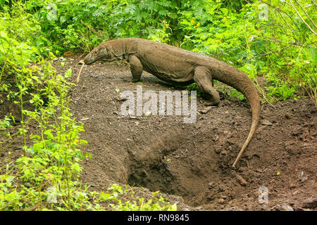 Komodo Dragon zu Fuß aus einem Loch auf Rinca Island im Komodo National Park, Nusa Tenggara, Indonesien. Es ist die größte lebende Art der Eidechse Stockfoto