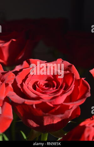 Ein Bild von einem Bündel Rosen im Sonnenlicht Stockfoto