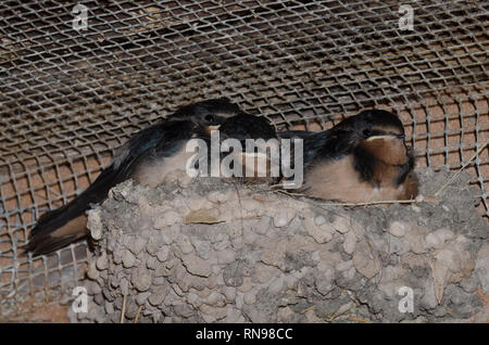 Rauchschwalbe, Hirundo rustica, Küken im Nest Stockfoto