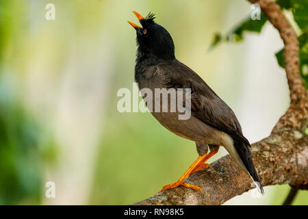 Dschungel Myna (Acridotheres Fuscus) sitzt auf einem Baum auf Taveuni Island, Fidschi Stockfoto