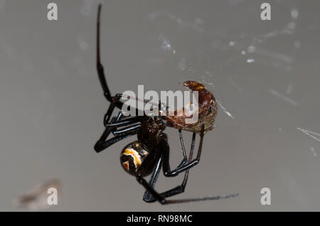 Western Black Widow, Latrodectus hesperus, Umhüllung Beute Stockfoto