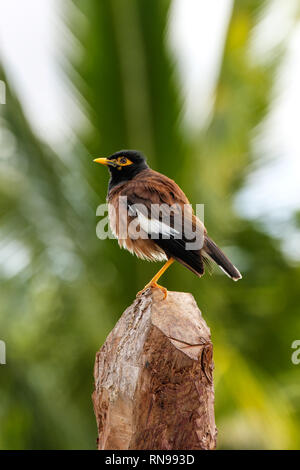 Gemeinsame myna (Acridotheres Tristis) sitzen auf einem Baumstumpf, Fidschi Stockfoto