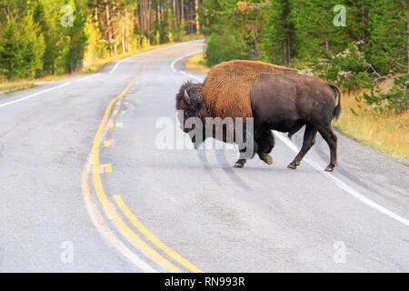 Männliche bison Kreuzung Straße in Yellowstone National Park, Wyoming, USA Stockfoto