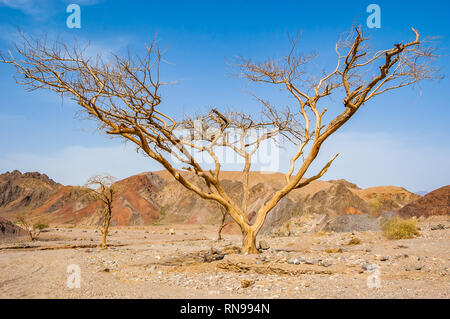 Großen toten trocken Akazie mit Niederlassungen in Eilat Wüste in Israel. Stockfoto