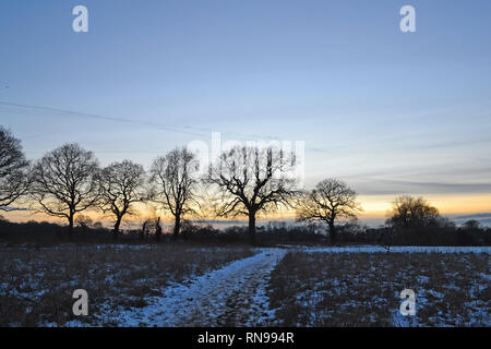 Bäume im Februar nach einem Schneesturm in der Dämmerung auf die North Downs in der Nähe von Shoreham, Kent, über dem Darent Tal auf eine beliebte Strecke. Stockfoto