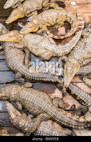 Krokodile auf einer Farm an der schwimmenden Dorf am Tonle Sap See in der Unesco, Siem Reap, Kambodscha Stockfoto