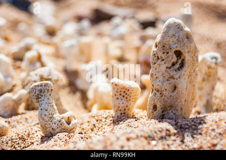 Viele kleine weiße trocken Korallen liegen auf dem Sand Strand am Roten Meer in Eilat, Israel Stockfoto