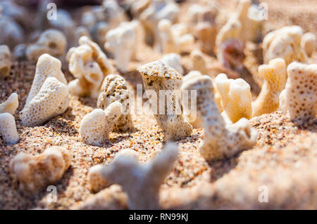 Viele kleine weiße trocken Korallen liegen auf dem Sand Strand am Roten Meer in Eilat, Israel Stockfoto