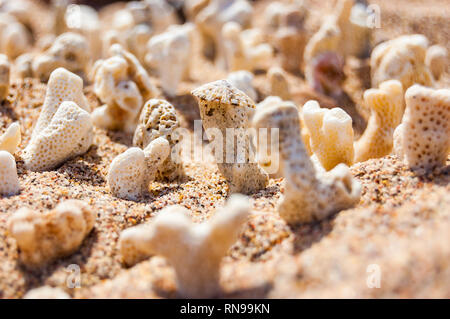 Viele kleine weiße trocken Korallen liegen auf dem Sand Strand am Roten Meer in Eilat, Israel Stockfoto