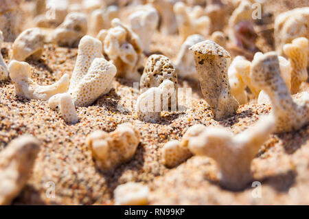 Viele kleine weiße trocken Korallen liegen auf dem Sand Strand am Roten Meer in Eilat, Israel Stockfoto