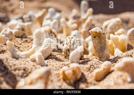 Viele kleine weiße trocken Korallen liegen auf dem Sand Strand am Roten Meer in Eilat, Israel Stockfoto
