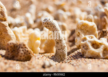 Viele kleine weiße trocken Korallen liegen auf dem Sand Strand am Roten Meer in Eilat, Israel Stockfoto