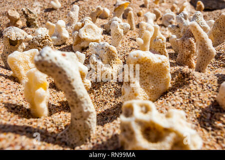 Viele kleine weiße trocken Korallen liegen auf dem Sand Strand am Roten Meer in Eilat, Israel Stockfoto