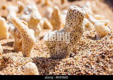 Viele kleine weiße trocken Korallen liegen auf dem Sand Strand am Roten Meer in Eilat, Israel Stockfoto