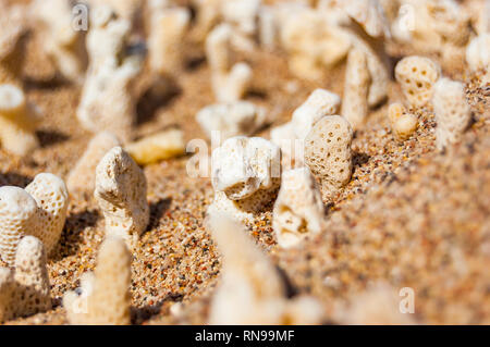 Viele kleine weiße trocken Korallen liegen auf dem Sand Strand am Roten Meer in Eilat, Israel Stockfoto