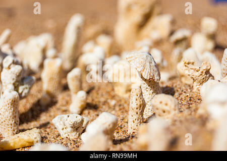 Viele kleine weiße trocken Korallen liegen auf dem Sand Strand am Roten Meer in Eilat, Israel Stockfoto