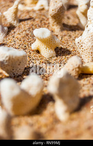 Viele kleine weiße trocken Korallen liegen auf dem Sand Strand am Roten Meer in Eilat, Israel Stockfoto