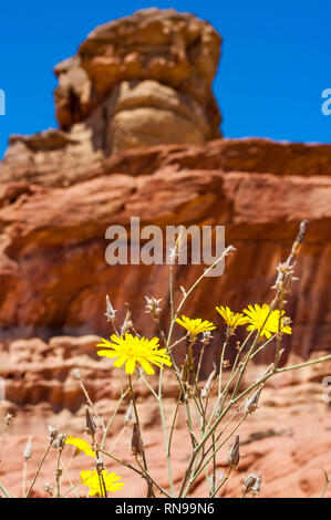 In der Nähe der gelb blühenden Wüste Blumen mit Spiral Hill rocky mountain in Timna Nationalpark in Aravah Tal Wüste in Israel. Stockfoto