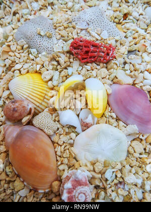 In der Nähe von Muscheln am Strand Stockfoto