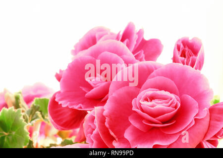 In der Nähe von wunderschönen natürlichen Rosa begonia Blumen. Volle blühen in den Blumengarten mit üppiger Blüte von Begonia Stockfoto