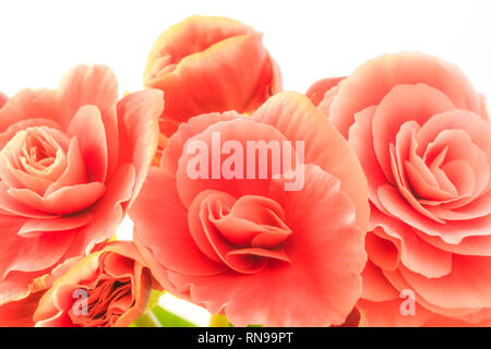 In der Nähe von wunderschönen natürlichen Rosa begonia Blumen. Volle blühen in den Blumengarten mit üppiger Blüte von Begonia Stockfoto