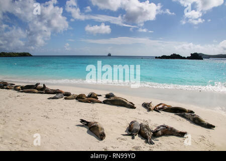 Gruppe von Galapagos Seelöwen ruht auf Sandstrand in Gardner Bay, Espanola Island, Galapagos, Ecuador. Diese seelöwen ausschließlich bre Stockfoto