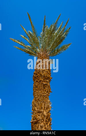 Ansicht von unten auf Desert Palm Tree Trunk und hohe Zweige mit stacheligen Blätter in Israel. Stockfoto